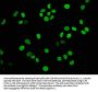 HIST1H3A (Ab-23) Antibody