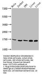 HIST1H3A (Ab-23) Antibody