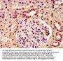 HIST1H3A (Ab-23) Antibody