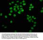 HIST1H3A (Ab-23) Antibody