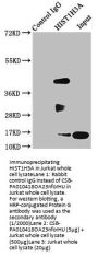 HIST1H3A (Ab-23) Antibody