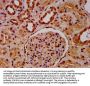 HIST1H3A (Ab-23) Antibody