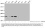 Propionyl-HIST1H3A (K23) Antibody
