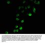 Propionyl-HIST1H3A (K23) Antibody
