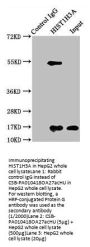 Acetyl-HIST1H3A (K27) Antibody