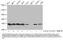 Acetyl-HIST1H3A (K27) Antibody