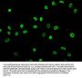 Acetyl-HIST1H3A (K27) Antibody