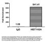 Acetyl-HIST1H3A (K27) Antibody