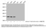 β-hydroxybutyryl-HIST1H3A (K27) Antibody