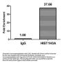 Butyrly-HIST1H3A (K27) Antibody