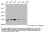 2-hydroxyisobutyryl-HIST1H3A (K27) Antibody