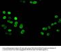 Tri-methyl-HIST1H3A (K27) Antibody