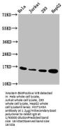 HIST1H3A (Ab-27) Antibody