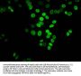 HIST1H3A (Ab-27) Antibody