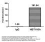 HIST1H3A (Ab-27) Antibody