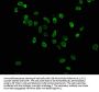 Acetyl-HIST1H3A (K36) Antibody