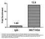 HIST1H3A (Ab-36) Antibody