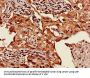 HIST1H3A (Ab-36) Antibody
