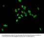 HIST1H3A (Ab-36) Antibody