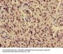 HIST1H3A (Ab-36) Antibody