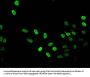 HIST1H3A (Ab-36) Antibody