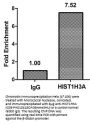 HIST1H3A (Ab-36) Antibody