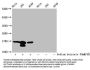 Acetyl-HIST1H3A (K37) Antibody