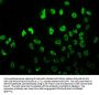 Acetyl-HIST1H3A (K37) Antibody