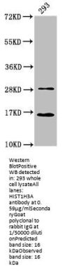 HIST1H3A (Ab-37) Antibody