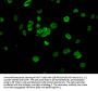 HIST1H3A (Ab-37) Antibody