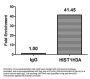 HIST1H3A (Ab-37) Antibody