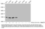 Butyrly-HIST1H3A (K79) Antibody