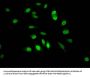 Di-methyl-HIST1H3A (K4) Antibody