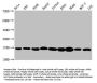 Tri-methyl-HIST1H3A (K4) Antibody