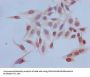 Tri-methyl-HIST1H3A (K4) Antibody
