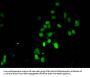 Tri-methyl-HIST1H3A (K4) Antibody
