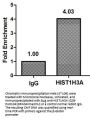 HIST1H3A (Ab-4) Antibody