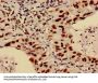 HIST1H3A (Ab-4) Antibody