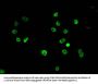 HIST1H3A (Ab-4) Antibody