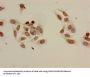 Acetyl-HIST1H3A (K9) Antibody