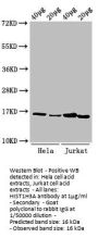 Mono-methyl-HIST1H3A (K9) Antibody