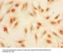 Mono-methyl-HIST1H3A (K9) Antibody