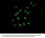 Mono-methyl-HIST1H3A (K9) Antibody