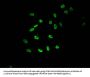 Mono-methyl-HIST1H3A (K9) Antibody