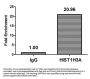 HIST1H3A (Ab-9) Antibody