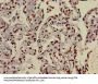 HIST1H3A (Ab-9) Antibody