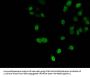 HIST1H3A (Ab-9) Antibody