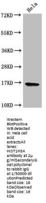 HIST1H3A (Ab-9) Antibody