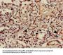 HIST1H3A (Ab-9) Antibody