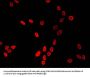 HIST1H3A (Ab-9) Antibody